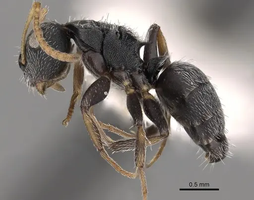 Camponotus bidens specimen CASENT0280150 image casent0280150_3