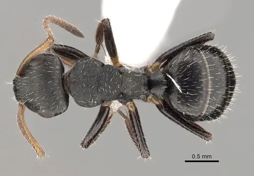Camponotus bidens specimen CASENT0280151 image casent0280151_1