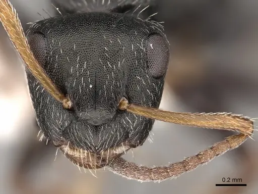 Camponotus bidens specimen CASENT0280151 image casent0280151_2