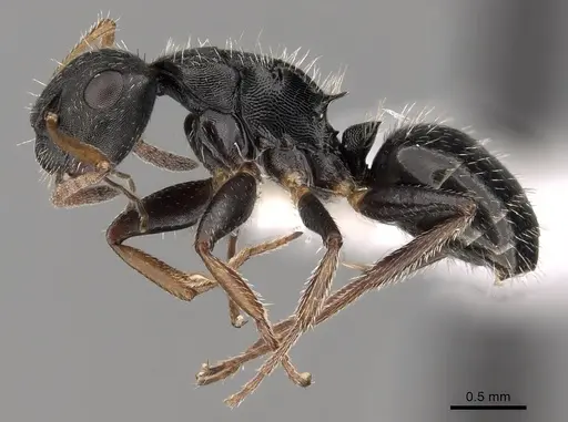 Camponotus bidens specimen CASENT0280151 image casent0280151_3