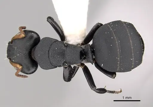 Camponotus bidens specimen CASENT0280152 image casent0280152_1