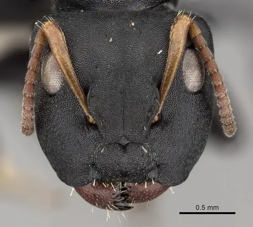 Camponotus bidens specimen CASENT0280152 image casent0280152_2
