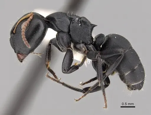 Camponotus bidens specimen CASENT0280152 image casent0280152_3