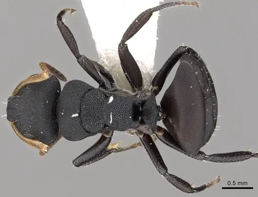 Camponotus bidens specimen CASENT0280153 image casent0280153_1