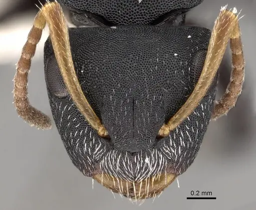 Camponotus bidens specimen CASENT0280153 image casent0280153_2