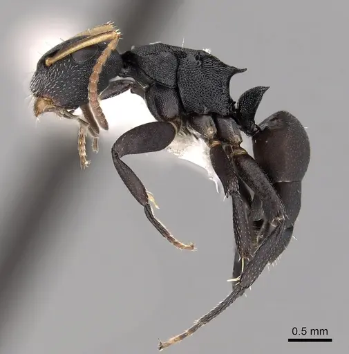Camponotus bidens specimen CASENT0280153 image casent0280153_3