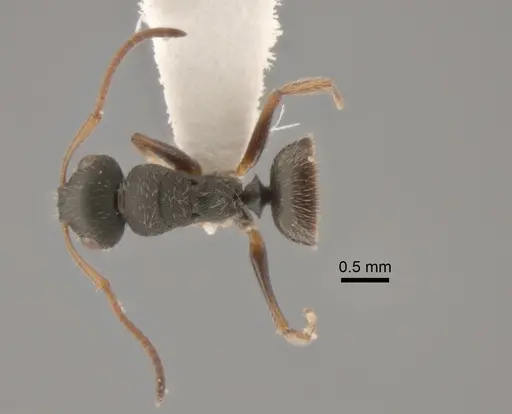Camponotus bidens specimen CASENT0882312 image casent0882312_1