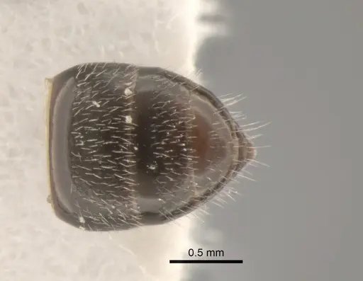 Camponotus bidens specimen CASENT0882312 image casent0882312_2