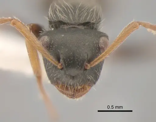 Camponotus bidens specimen CASENT0882312 image casent0882312_3