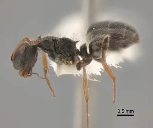 Camponotus bidens specimen CASENT0882312 image casent0882312_4