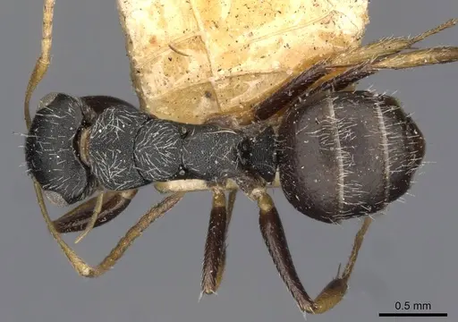 Camponotus bidens specimen CASENT0910735 image casent0910735_1
