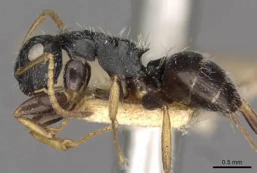 Camponotus bidens specimen CASENT0910735 image casent0910735_3
