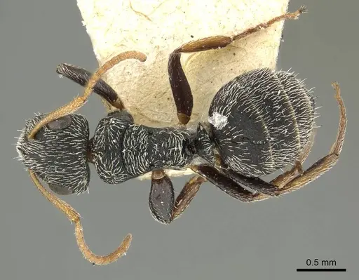 Camponotus bidens specimen CASENT0915780 image casent0915780_1