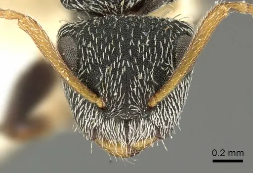 Camponotus bidens specimen CASENT0915780 image casent0915780_2