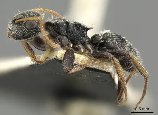 Camponotus bidens specimen CASENT0915780 image casent0915780_3
