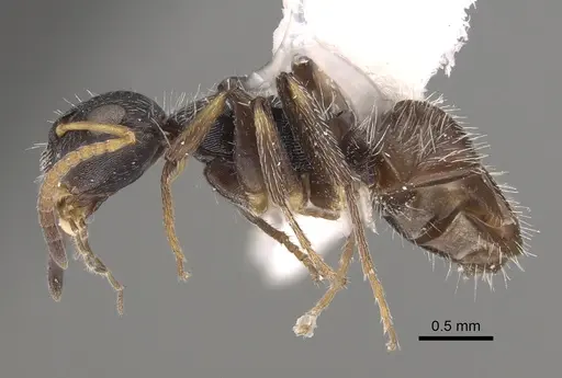 Camponotus bidens specimen CASENT0923520 image casent0923520_1