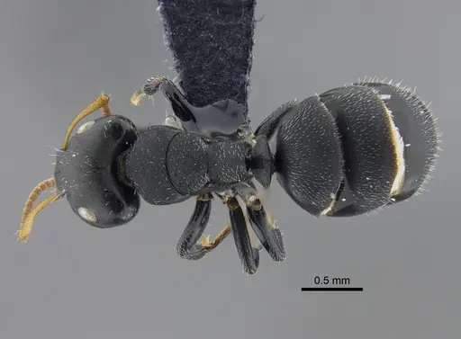 Camponotus bidens specimen CBUMAGENT41784 image cbumagent41784_1