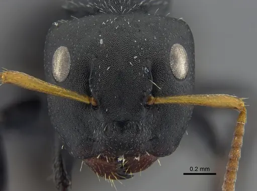 Camponotus bidens specimen CBUMAGENT41784 image cbumagent41784_2