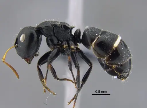 Camponotus bidens specimen CBUMAGENT41784 image cbumagent41784_3