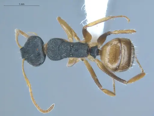 Camponotus bidens specimen ECOFOG-KW14-0041-37 image ecofog-kw14-0041-37_1
