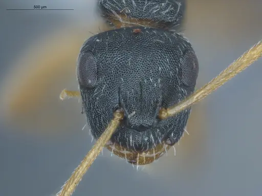 Camponotus bidens specimen ECOFOG-KW14-0041-37 image ecofog-kw14-0041-37_2