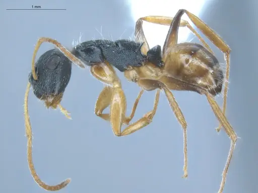 Camponotus bidens specimen ECOFOG-KW14-0041-37 image ecofog-kw14-0041-37_3