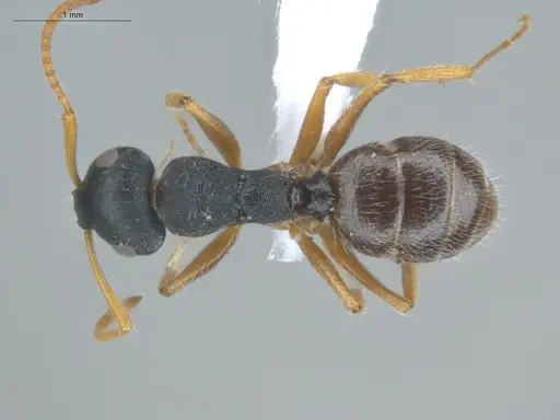 Camponotus bidens specimen ECOFOG-MI15-0351-13 image ecofog-mi15-0351-13_1