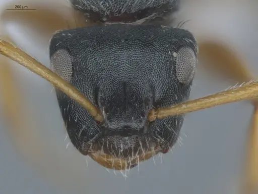 Camponotus bidens specimen ECOFOG-MI15-0351-13 image ecofog-mi15-0351-13_2