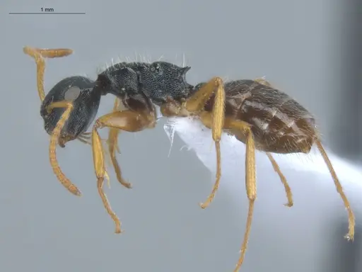 Camponotus bidens specimen ECOFOG-MI15-0351-13 image ecofog-mi15-0351-13_3