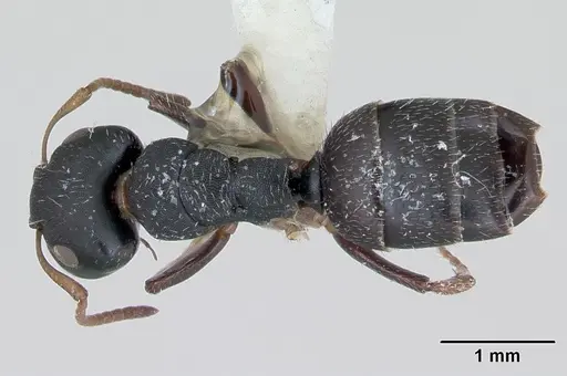 Camponotus bidens specimen JTLC000000474 image jtlc000000474_1