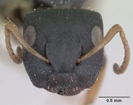 Camponotus bidens specimen JTLC000000474 image jtlc000000474_2