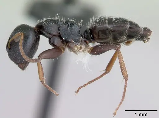 Camponotus bidens specimen JTLC000000474 image jtlc000000474_3