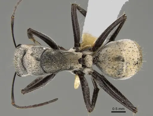 Camponotus bigenus specimen CASENT0887656 image casent0887656_1