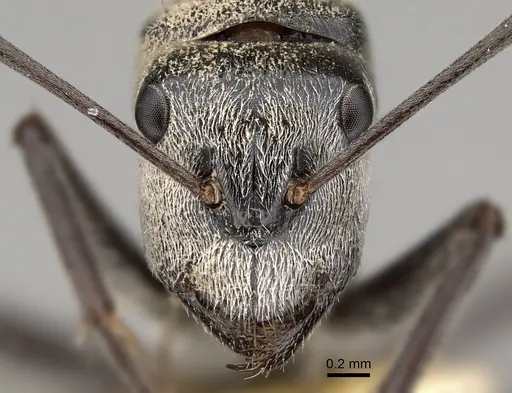 Camponotus bigenus specimen CASENT0887656 image casent0887656_2