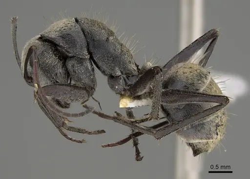 Camponotus bigenus specimen CASENT0887656 image casent0887656_3