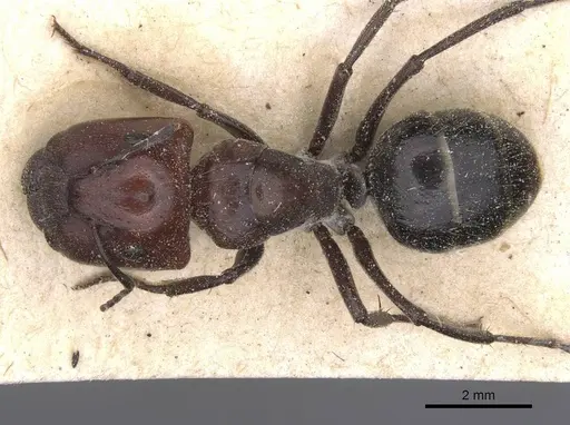 Camponotus bigenus specimen CASENT0911751 image casent0911751_1