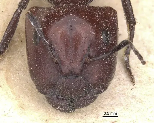 Camponotus bigenus specimen CASENT0911751 image casent0911751_2