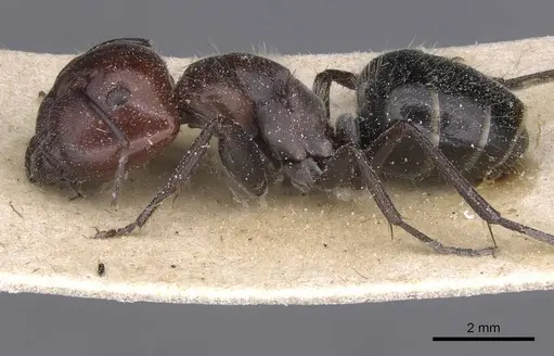 Camponotus bigenus specimen CASENT0911751 image casent0911751_3