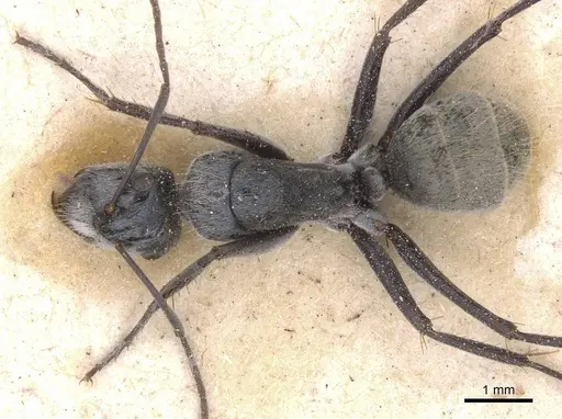 Camponotus bigenus specimen CASENT0911752 image casent0911752_1