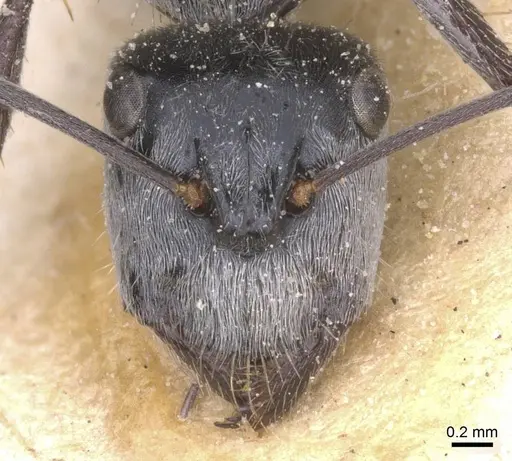 Camponotus bigenus specimen CASENT0911752 image casent0911752_2