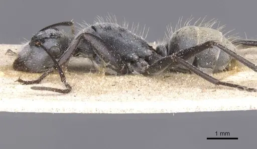 Camponotus bigenus specimen CASENT0911752 image casent0911752_4