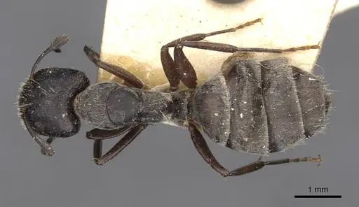 Camponotus binghamii specimen CASENT0910514 image casent0910514_1