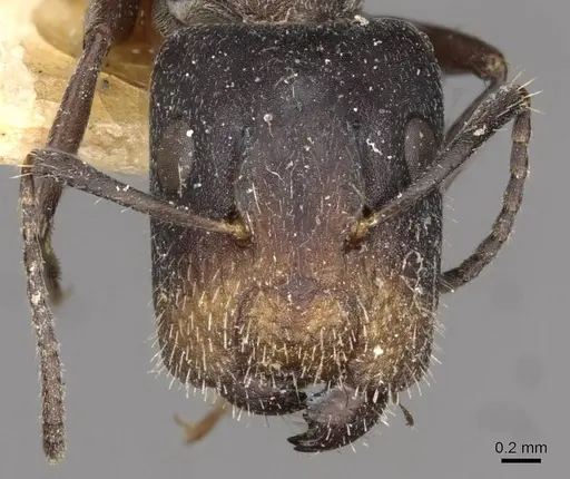 Camponotus binghamii specimen CASENT0910514 image casent0910514_2