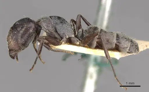 Camponotus binghamii specimen CASENT0910514 image casent0910514_3