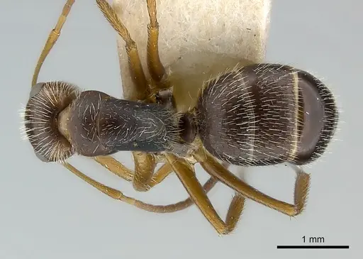 Camponotus biolleyi specimen CASENT0217613 image casent0217613_1