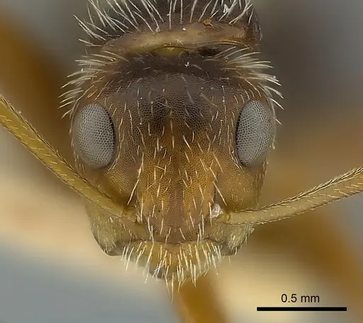 Camponotus biolleyi specimen CASENT0217613 image casent0217613_2