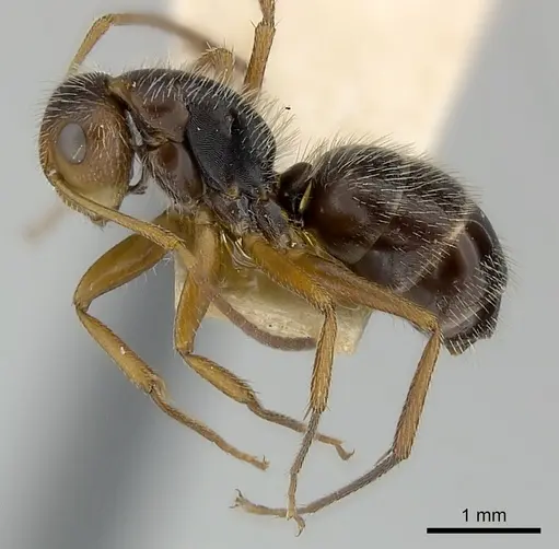 Camponotus biolleyi specimen CASENT0217613 image casent0217613_3
