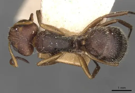 Camponotus biolleyi specimen CASENT0910684 image casent0910684_1
