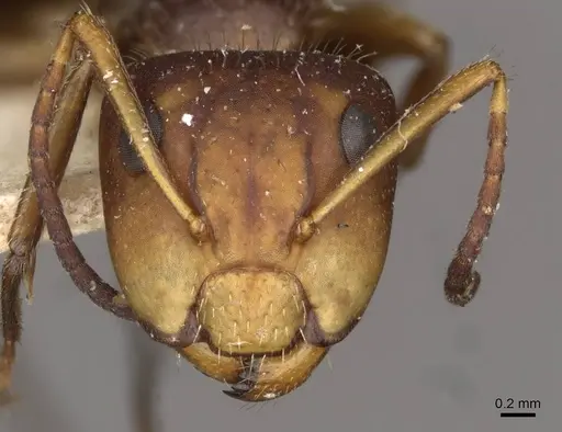 Camponotus biolleyi specimen CASENT0910684 image casent0910684_2