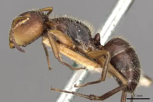 Camponotus biolleyi specimen CASENT0910684 image casent0910684_3